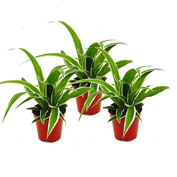 Exotenherz Zimmerpflanze Chlorophytum Mini, 3er Set, Grünlilie günstig online kaufen