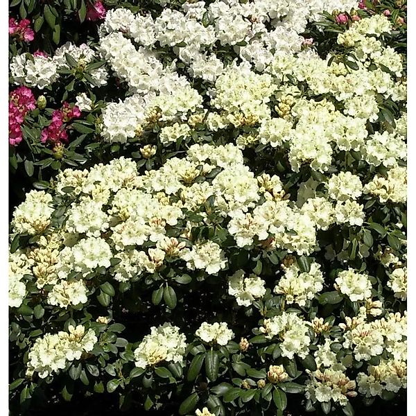 Rhododendron Millenium Gold 50-60cm - Alpenrose günstig online kaufen