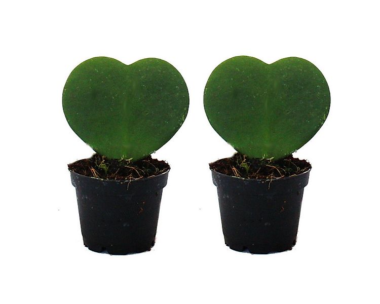 Exotenherz Kaktus Set 2 Pflanzen Hoya kerii oder Kleiner Liebling im 6cm To günstig online kaufen