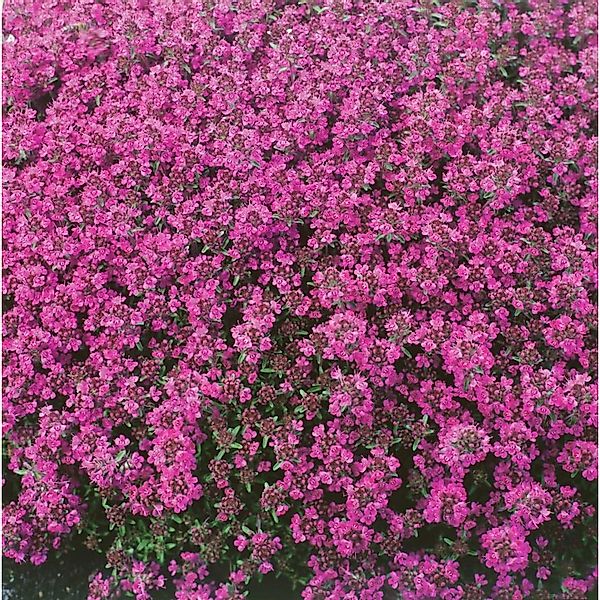 Thymus Praecox Red Carpet Teppich-Thymian Rotblühend Ca. 9x9 cm Topf günstig online kaufen