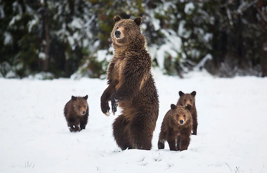 Papermoon Fototapete "GRIZZLEY BÄR-MIT JUNGEN WINTER NATUR WILDE TIERE WALD günstig online kaufen