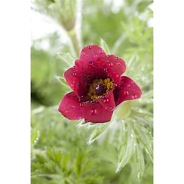 Pulsatilla Vulgaris Küchenschelle Ca. 9x9 cm Topf günstig online kaufen