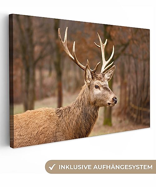 OneMillionCanvasses® Leinwandbild Hirsch - Tier - günstig online kaufen