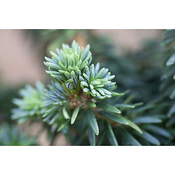 Abies Balsamea Piccolo Balsamtanne Kompakt 25–30 cm günstig online kaufen