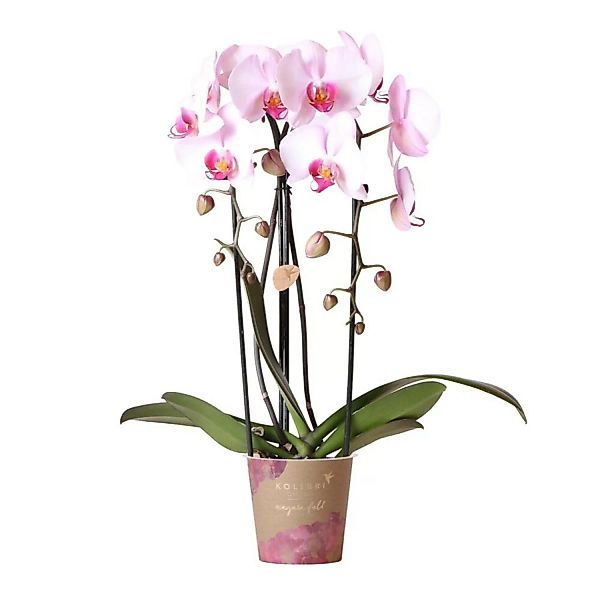 Kolibri Orchideen Rosa Phalaenopsis Orchidee Niagara Fall Topfgröße 12cm günstig online kaufen