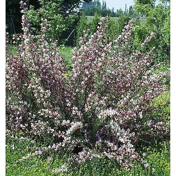 Edelginster Moyclare Pink 30-40cm - Cytisus scoparius günstig online kaufen