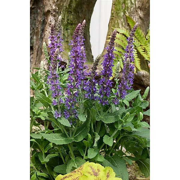 Salvia Nemorosa Sensation Sky Blue R Steppen-Salbei Ca. 9x9 cm Topf günstig online kaufen