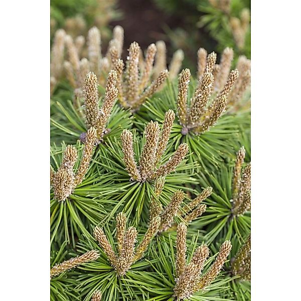 Pinus Mugo Klostergrün Bergkiefer Immergrün 70–80 cm günstig online kaufen