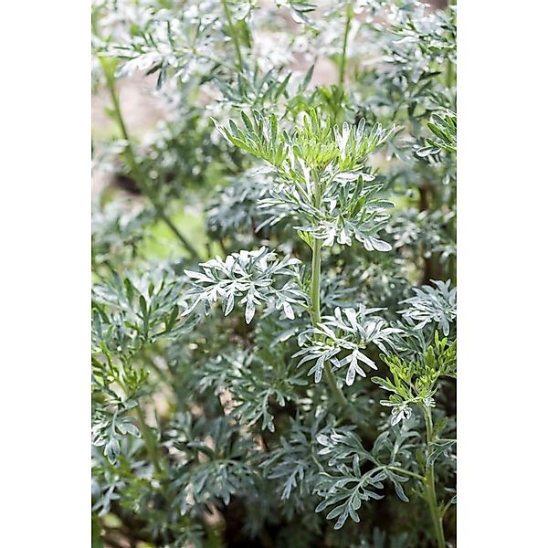 Artemisia Vulgaris Beifuß Ca. 9x9 cm Topf günstig online kaufen