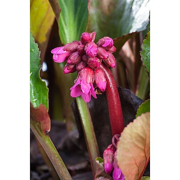 Bergenia Cordifolia David Veg. Ca. 11x11 cm Topf günstig online kaufen