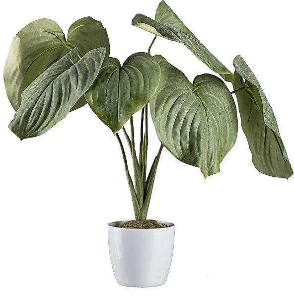 Creativ green Künstliche Zimmerpflanze "Hosta-Busch im Keramiktopf" günstig online kaufen