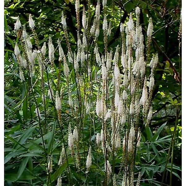 Silberkerze Frau Herms - Actaea simplex günstig online kaufen