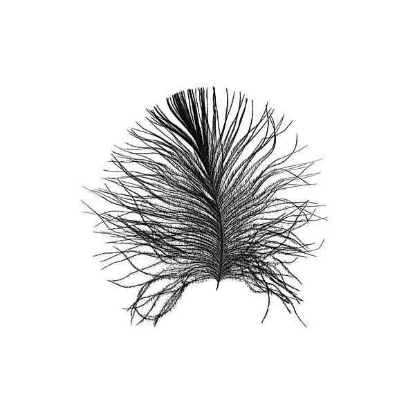 Komar Wandbild Feather White Feder B/L: ca. 40x50 cm günstig online kaufen