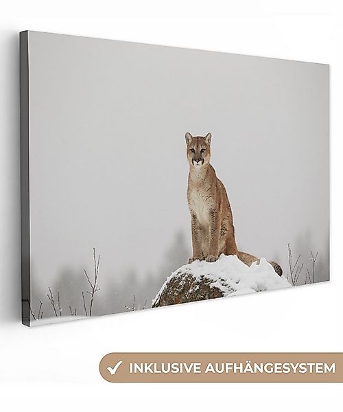 OneMillionCanvasses® Leinwandbild Puma auf der Suche, Fotodruck (1 St), Lei günstig online kaufen