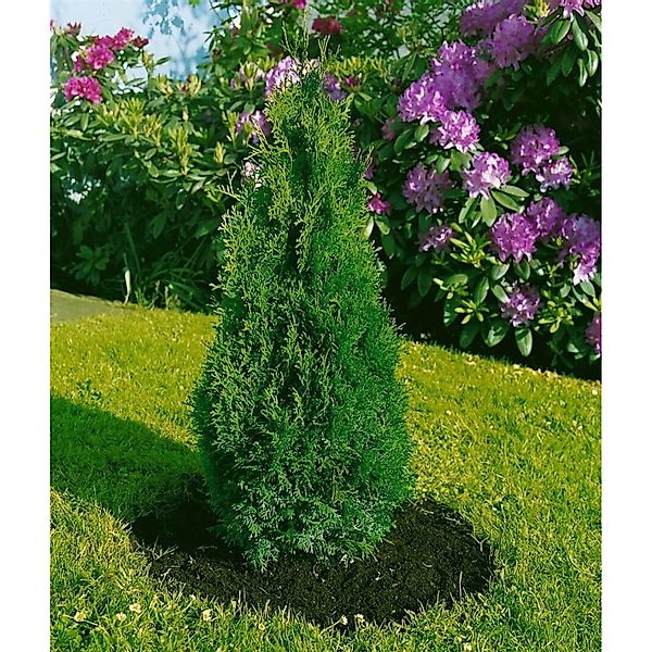 Thuja occidentalis 'Holmstrup' 30-40 cm günstig online kaufen