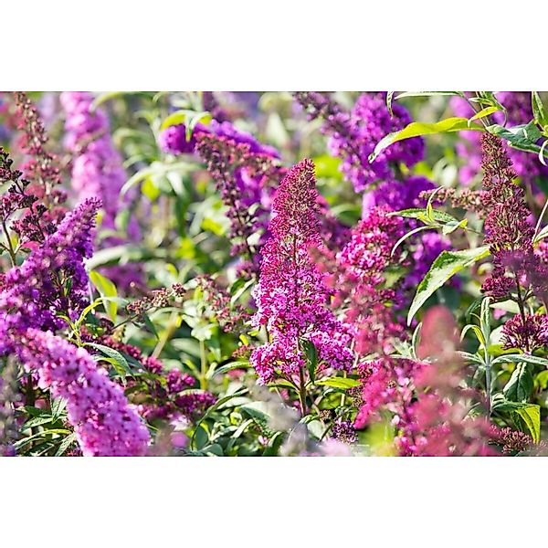 Buddleja Davidii Schmetterlingsstrauch Royal Red 125-150 cm günstig online kaufen