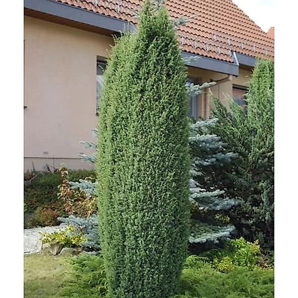 Wildwacholder Bruns 60-80cm - Juniperus communis günstig online kaufen