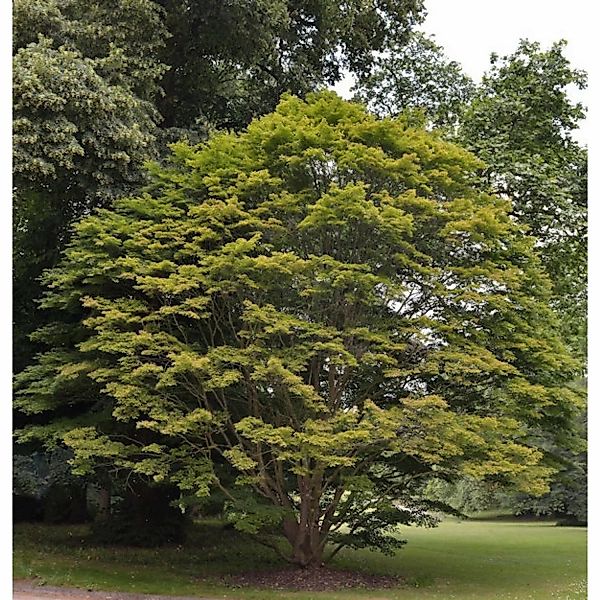 Fächer Ahorn 100-125cm - Acer palmatum günstig online kaufen