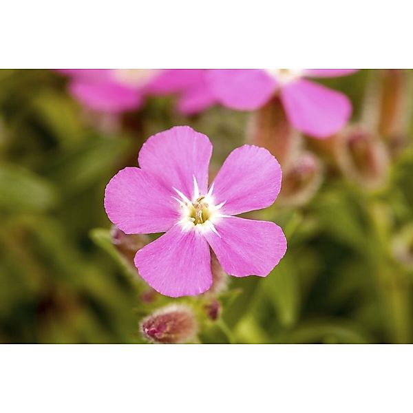 Saponaria Ocymoides Seifenkraut Rosa Blüten Ca. 9x9 cm Topf günstig online kaufen