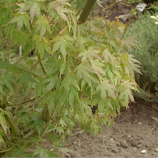 Fächerahorn Aoyagi 125-150cm - Acer palmatum günstig online kaufen