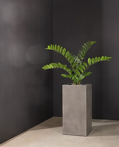 Glücksfeder Zamioculcas Kunstpflanze violett 60 cm günstig online kaufen