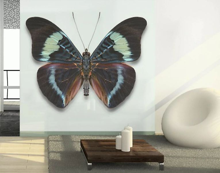 Fensterfolie Lepidoptera günstig online kaufen