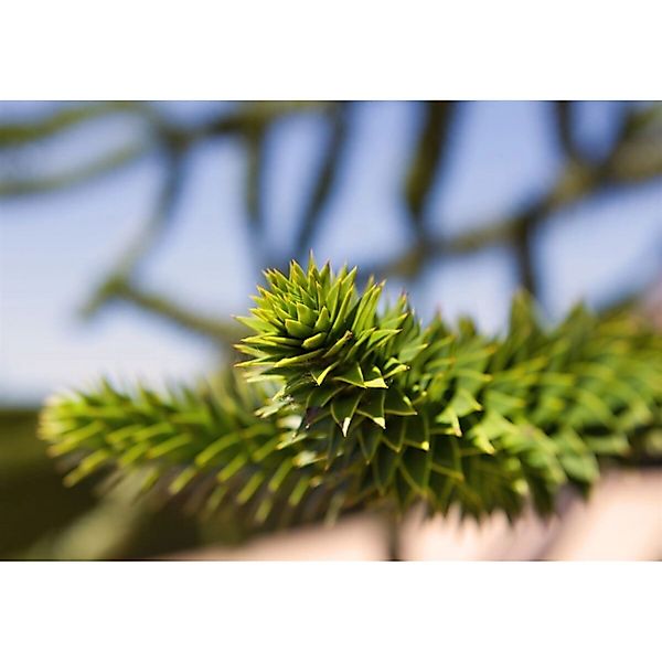 Araucaria Araucana Andentanne 20–30 cm günstig online kaufen