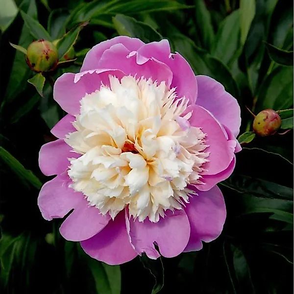 Edelpfingstrose Dancing Butterfly - Paeonia,actiflora günstig online kaufen
