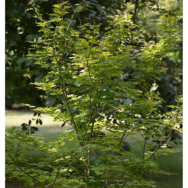 Koreanischer Fächer Ahorn Arctic Jade 100-125cm - Acer pseudosieboldianum günstig online kaufen
