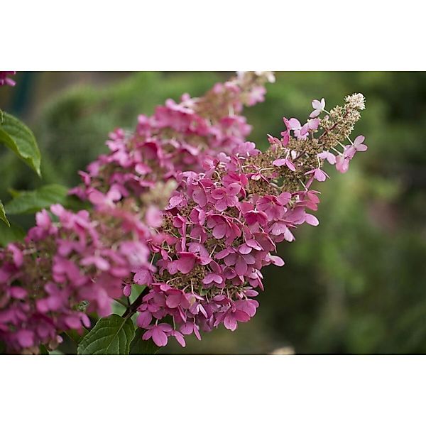 Hydrangea Paniculata Rispenhortensie Little Quick Fire 80-100 cm günstig online kaufen