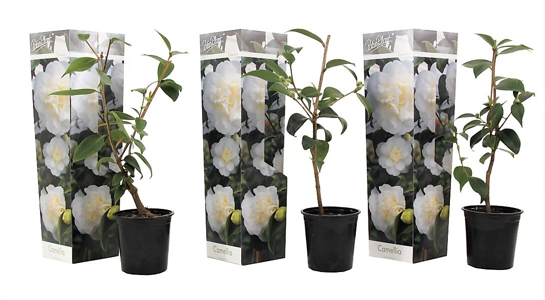 Perfect Plant | 3er-Set Kamelien Japanische Rose günstig online kaufen