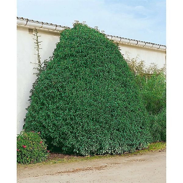Prunus lusitanica 'Myrtifolia' 30-40 cm günstig online kaufen