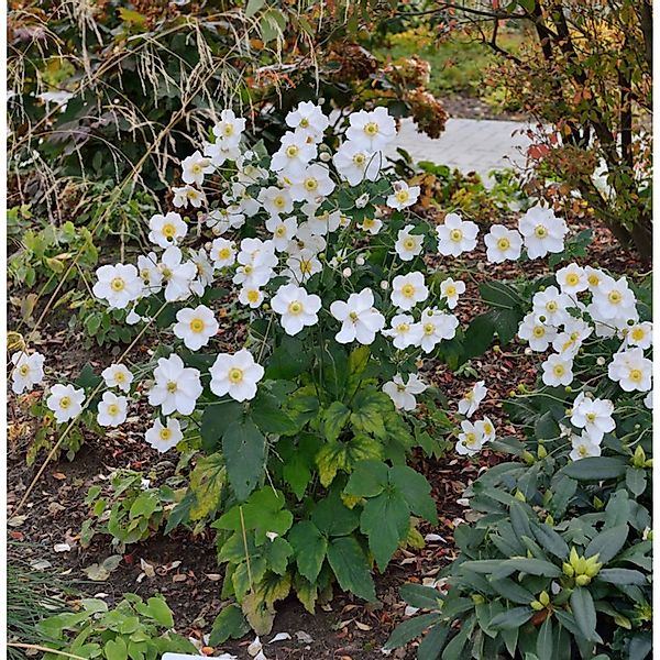 Herbstanemone Honorine Jobert - Anemone japonica günstig online kaufen