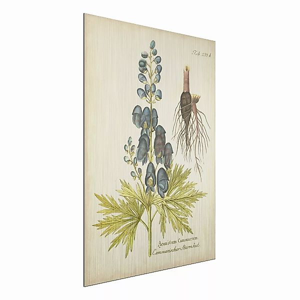 Alu-Dibond Bild Blumen - Hochformat 3:4 Vintage Botanik in Blau Sturmhut günstig online kaufen