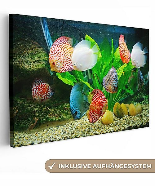 OneMillionCanvasses® Leinwandbild Fische in einem Aquarium, Fotodruck (1 St günstig online kaufen