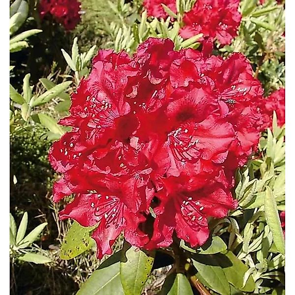 Großblumige Rhododendron Erato 25-30cm - Alpenrose günstig online kaufen