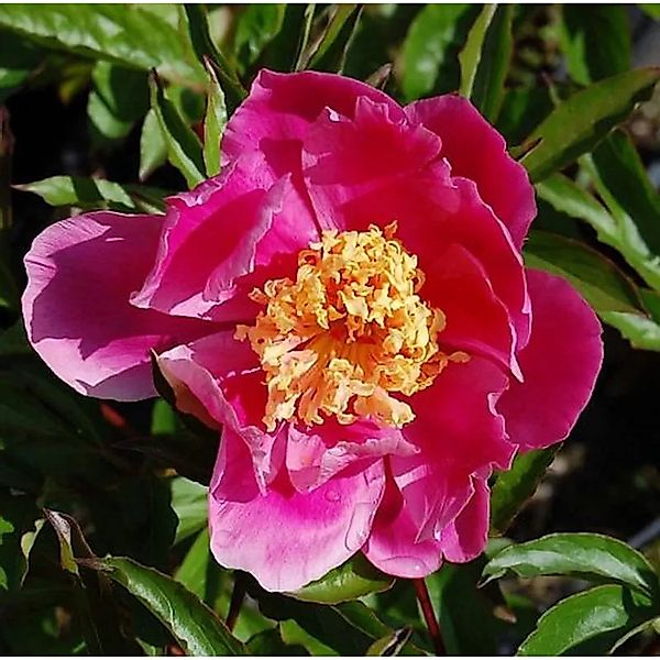 Edelpfingstrose Doreen - Paeonia,actiflora günstig online kaufen