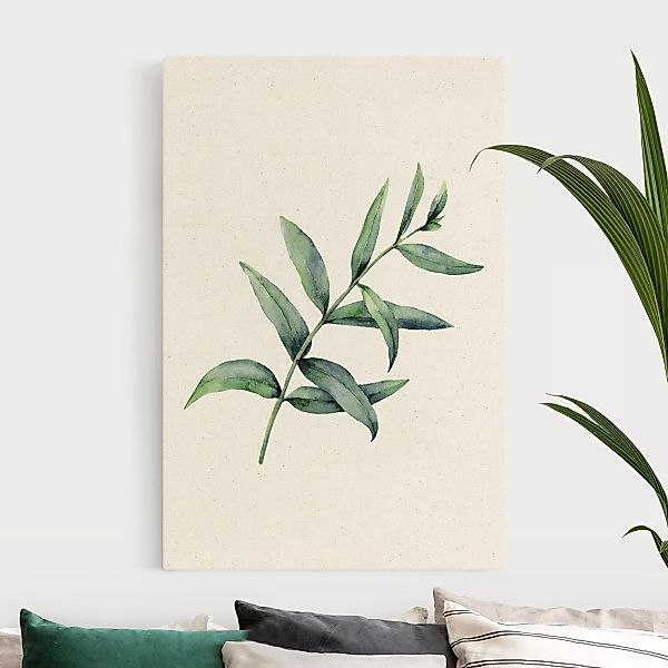 Leinwandbild auf Naturcanvas Aquarell Eucalyptus I günstig online kaufen