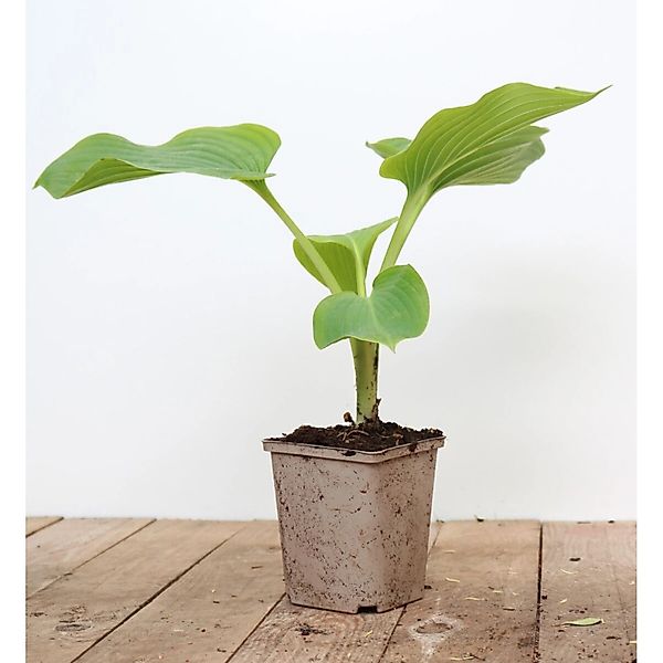 Hosta Elata Funkie Ca. 11x11 cm Topf günstig online kaufen
