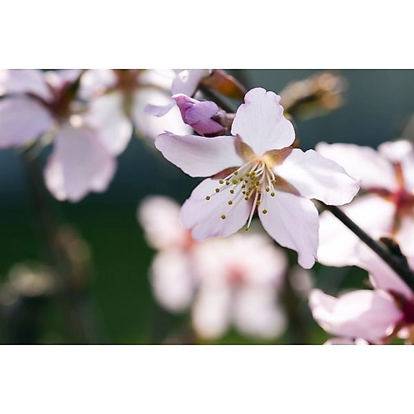 Prunus Kurilensis Ruby Zierkirsche Rosa Blüten 40–60 cm günstig online kaufen