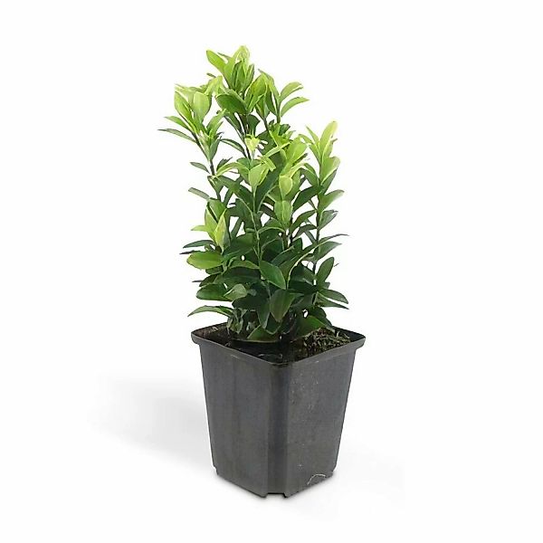 Exotenherz Bodendecker Kriechspindel Euonymus Japonicus Green Spire 9cm Top günstig online kaufen