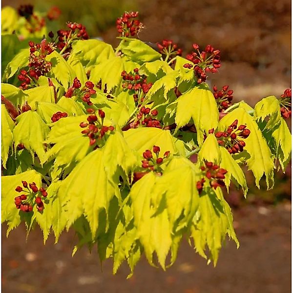 Hochstamm Japanischer Goldahorn 80-100cm - Acer shirasawanum Aureum günstig online kaufen