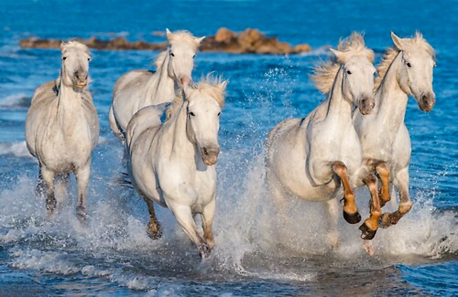 Papermoon Fototapete »PFERDE-CAMARGUE GALLOP STRAND MEER TIERE KÜSTE PROVEN günstig online kaufen