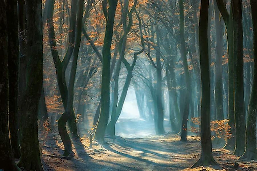 Papermoon Fototapete »Photo-Art ELLEN BORGGREVE, KALTES LICHT IM WALD« günstig online kaufen