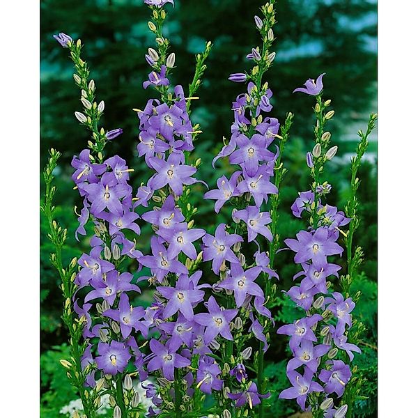 Campanula Pyramidalis Marienglockenblume Ca. 9x9 cm Topf günstig online kaufen