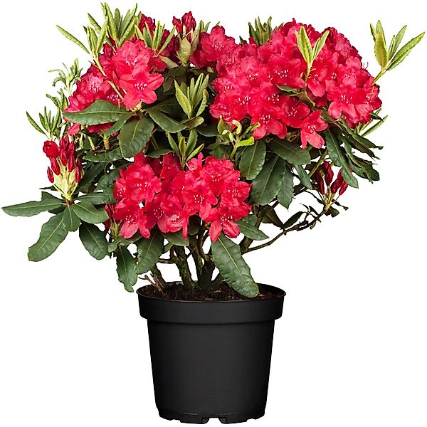 OBI Rhododendron Nova Zembla Rot Höhe ca. 30 - 40 cm Topf ca. 5 l Rhododend günstig online kaufen