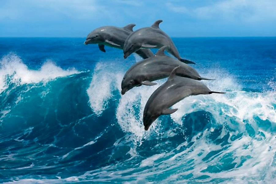 Papermoon Fototapete »Playful Dolphins« günstig online kaufen