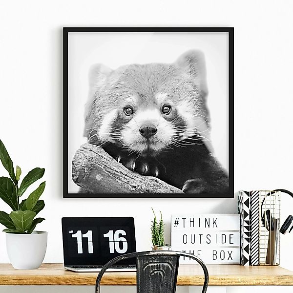 Bild mit Rahmen Roter Panda in Schwarz-weiß günstig online kaufen