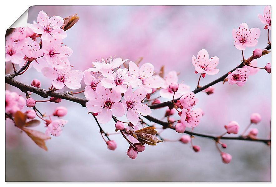 Artland Wandbild Kirschblüten, Blumen (1 St), günstig online kaufen
