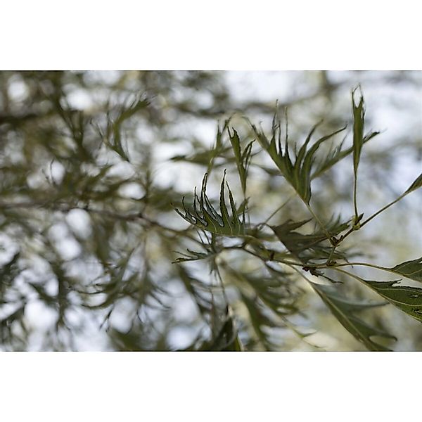 Alnus Glutinosa Imperialis Schwarzerle 180 cm Stammhöhe günstig online kaufen